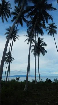 Coconut tree silhouette 스톡 사진