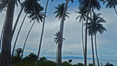 Coconut tree silhouette 스톡 사진