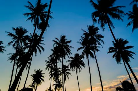 Coconut tree silhouette with sunset background Foto stock