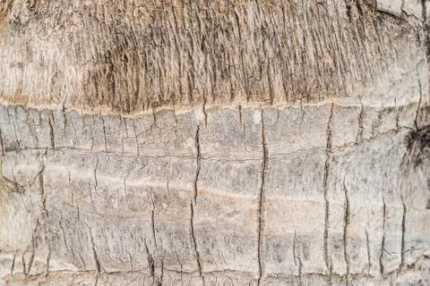 Coconut tree skin texture background Stock Photos