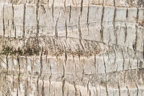 Coconut tree skin texture background Stock Photos