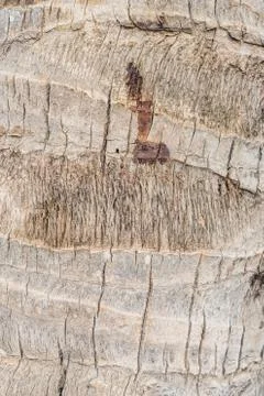 Coconut tree skin texture background Foto stock