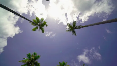 Coconut tree sky and clouds	 Stock Footage 204915826