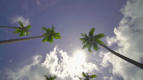 Coconut tree sky and clouds	 Stock Footage 204915862