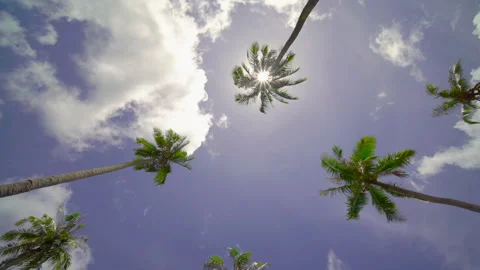 Coconut tree sky and clouds	 Stock Footage 204915917