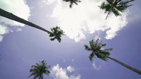 Coconut tree sky and clouds	 Stock Footage 204915978