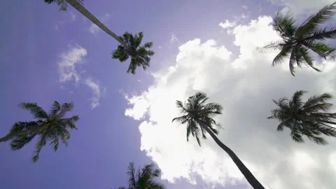 Coconut tree sky and clouds	 Stock Footage 204915982