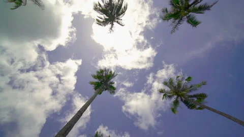 Coconut tree sky and clouds	 Stock Footage 204916069