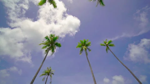 Coconut tree sky and clouds	 Stock Footage 204916085