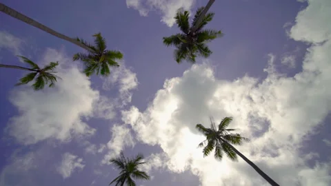 Coconut tree sky and clouds	 Stock Footage 204916089