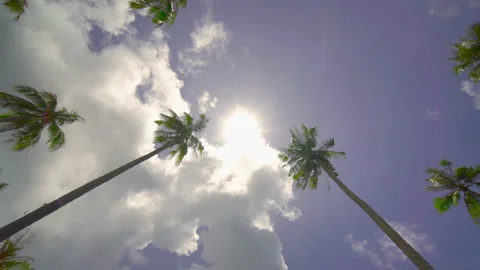 Coconut tree sky and clouds	 Stock Footage 204916204