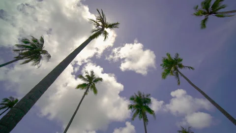 Coconut tree sky and clouds	 Stock Footage 204916219