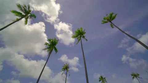 Coconut tree sky and clouds	 Stock Footage 204916220
