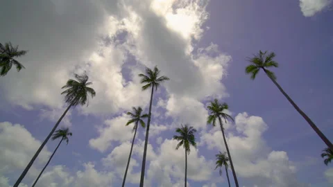 Coconut tree sky and clouds	 Stock Footage 204916368