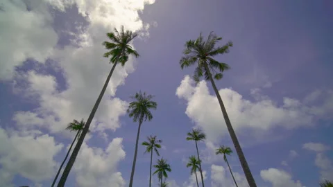 Coconut tree sky and clouds	 Stock Footage 204916381