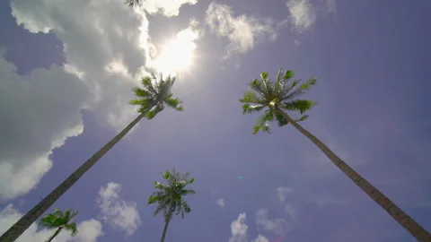 Coconut tree sky and clouds	 Stock Footage 204916442