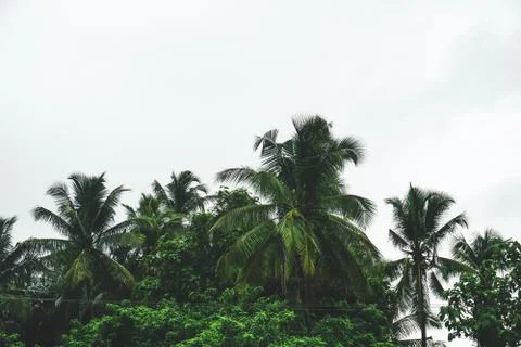Coconut tree on sky background Stock Photos
