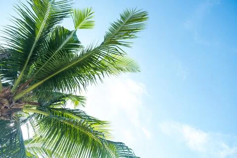Coconut tree on the sky background Stock Photos