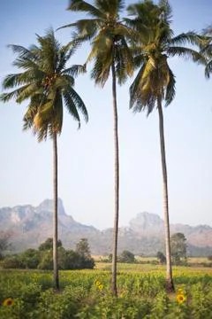 Coconut tree on sky , mountain landscape Stock Illustration