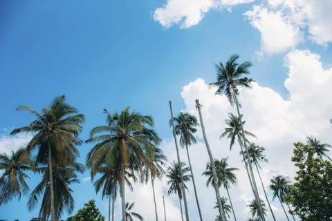 Coconut tree at sky in summer. Stock Photos