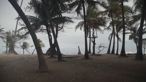 Coconut tree in slow motion - cloudy day Stock Footage 128160538