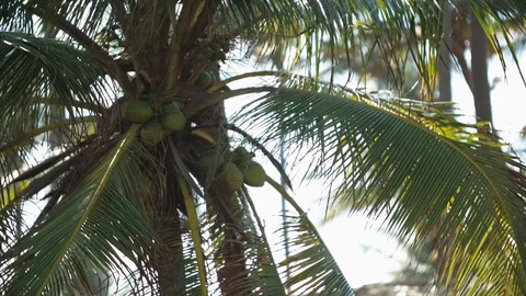 Coconut tree in slow motion Stock Footage 128094290