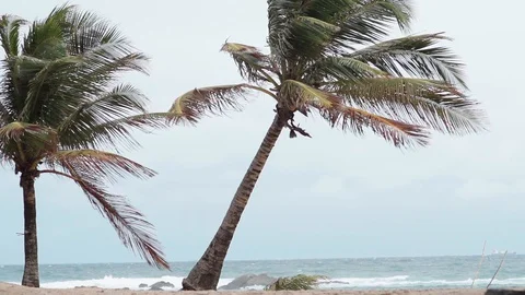 Coconut tree in slow motion 스톡 동영상 128160605