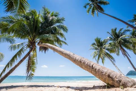 Coconut tree standing on beach under clear sky at Tropicana country Stock Photos