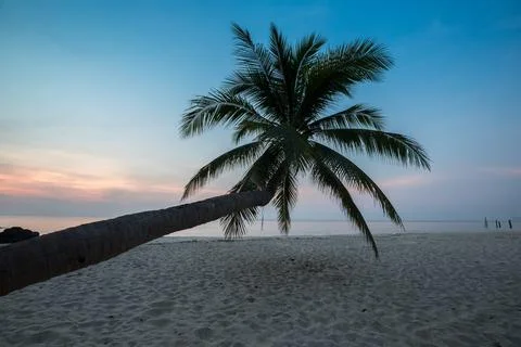 Coconut tree standing on beach under clear sky at Tropicana country Stock Photos