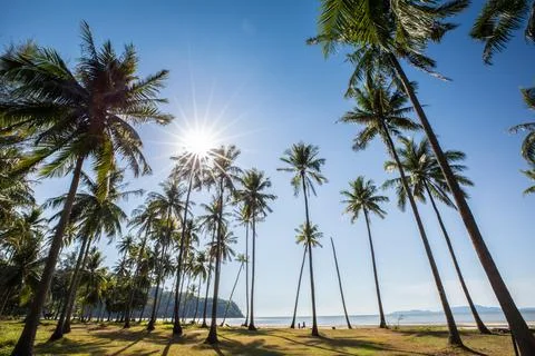 Coconut tree standing on beach under clear sky at Tropicana country Stock Photos