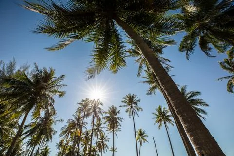 Coconut tree standing on beach under clear sky at Tropicana country Stock Photos