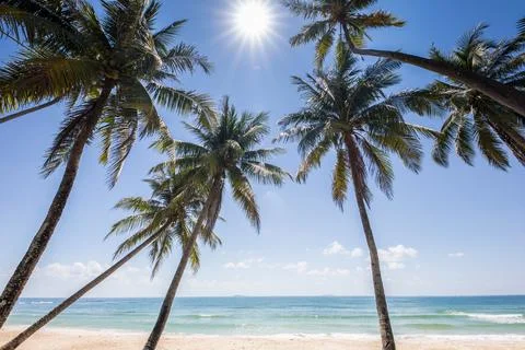 Coconut tree standing on beach under clear sky at Tropicana country Stock Photos