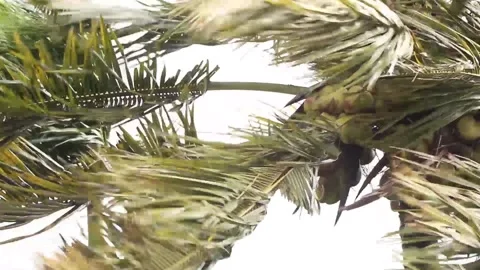 Coconut tree in strong monsoon wind , with ambient sound Stock Footage 144653723