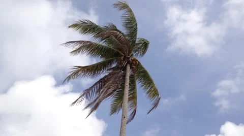 Coconut tree with strong wind and blue sky, loop Stock Footage 49891786