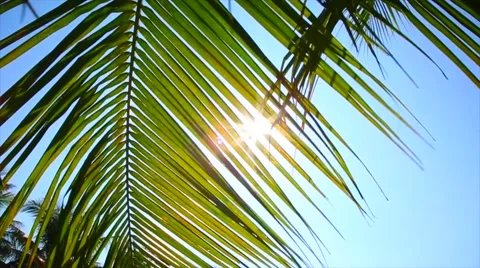 Coconut tree in the sun Stock Footage 47218572
