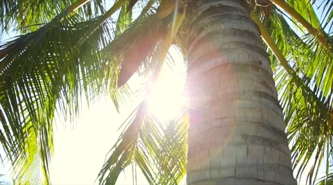 Coconut tree in the sun Stock Footage 47218575
