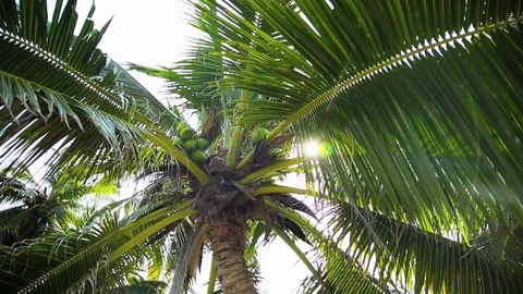 Coconut tree in the sun Stock Footage 75464590