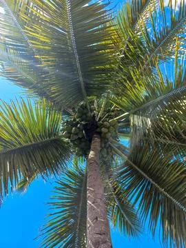 Coconut Tree in the Sun Stock Photos