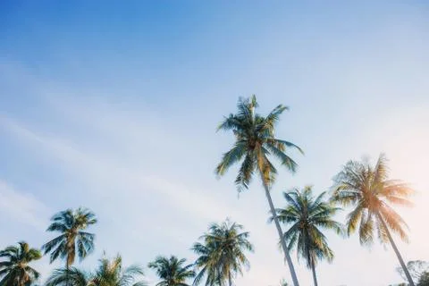 Coconut tree at sunlight with sky. Stock Photos