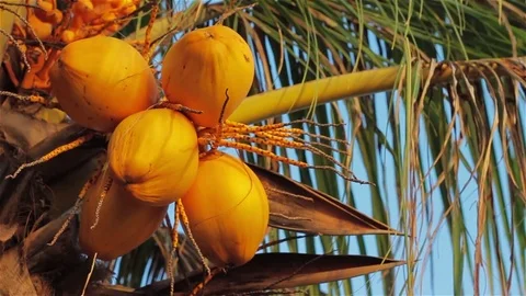 Coconut tree with sunset color. Stock Footage 80186165