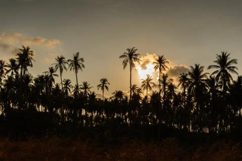 Coconut tree at sunset. Stock Photos