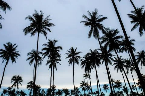 Coconut tree with sunset. Stock Photos
