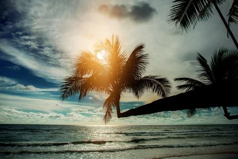Coconut tree at sunset. Stock Photos