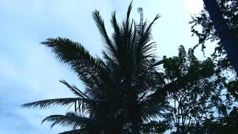 Coconut tree swaying in breeze Stock Footage 126551221