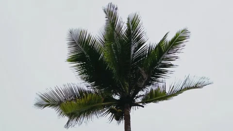 Coconut tree swaying in heavy wind 動画素材 344129870