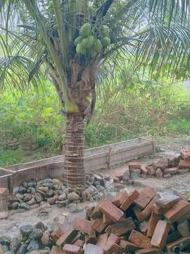 Coconut tree in the swift Foto stock