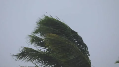 Coconut tree swinging in heavy wind and rain in monsoon Stock Footage 136660222