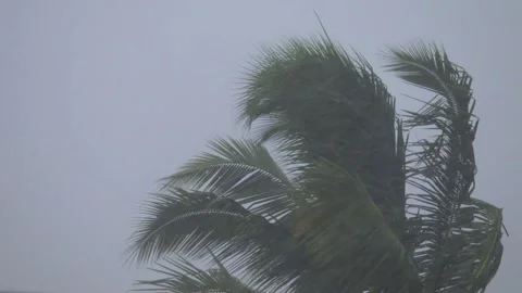 Coconut tree swinging in heavy wind and rain in monsoon Stock Footage 136673837
