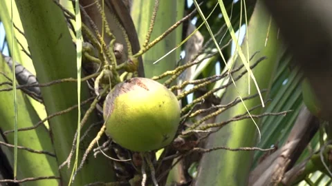 Coconut tree with tender coconuts video Stock Footage 300086255