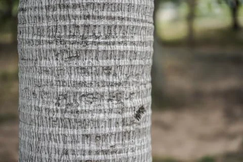 Coconut tree texture. Abstract of coconut tree texture for background used Stock Photos